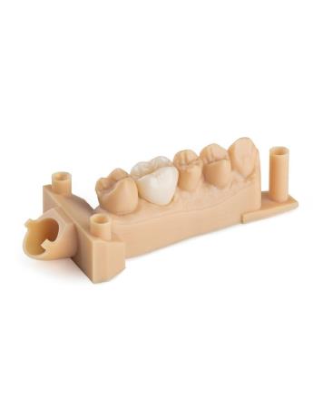 Formlabs Reçine - Dental Model (1)